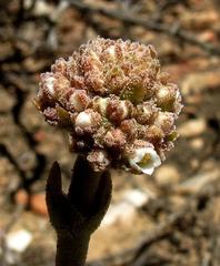 Crassula tecta