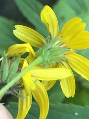 Arnica amplexicaulis