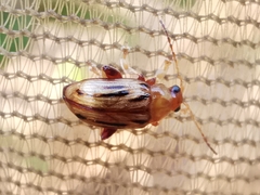 Arrhenocoela lineata