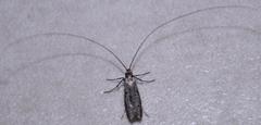 Adelidae