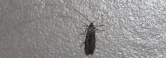 Adelidae