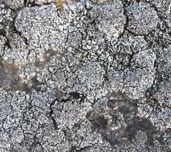 Dermatocarpon intestiniforme