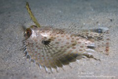 Dactyloptena orientalis