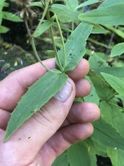 Arnica amplexicaulis