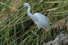 Egretta garzetta