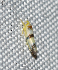 Empoa gillettei