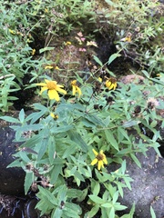 Arnica amplexicaulis