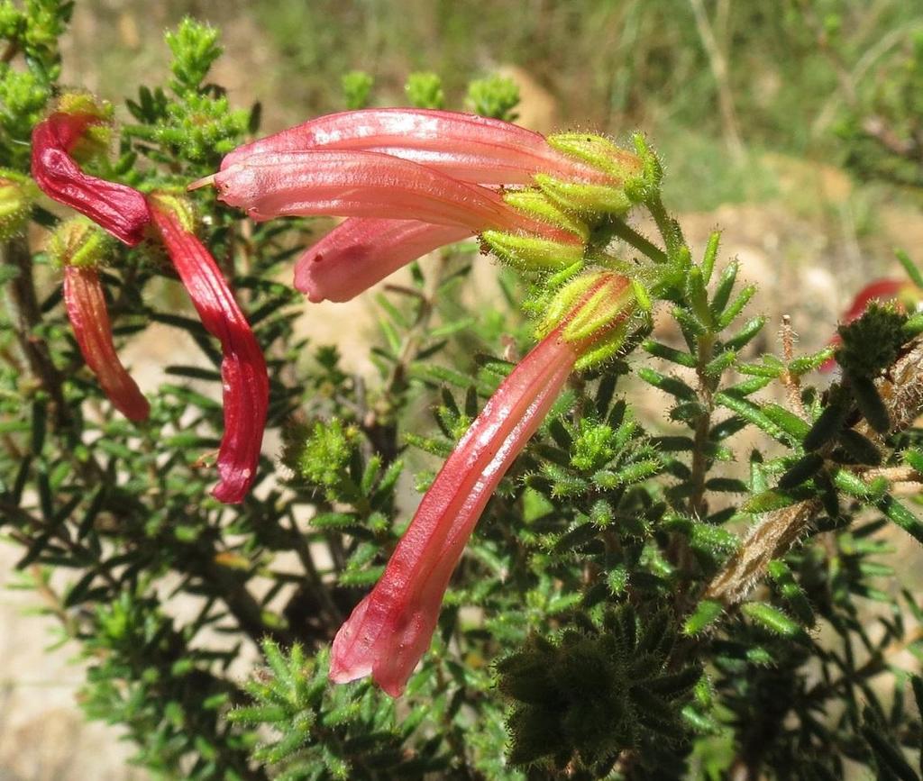 Glandular Heath