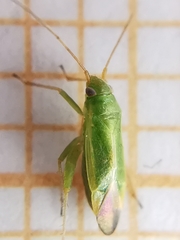 Orthotylus ericetorum