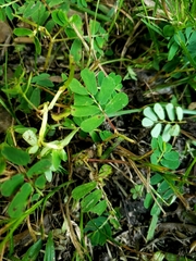 Phyllanthus urinaria