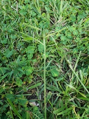 Phyllanthus urinaria