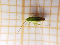 Orthotylus ericetorum