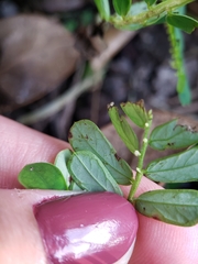 Phyllanthus urinaria