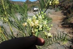 Gomphocarpus fruticosus fruticosus