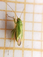 Orthotylus ericetorum