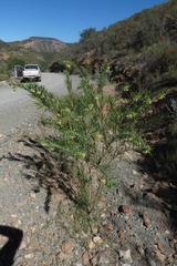 Gomphocarpus fruticosus fruticosus