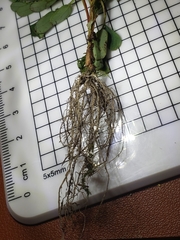 Phyllanthus urinaria