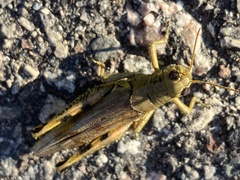 Melanoplus differentialis