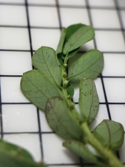 Phyllanthus urinaria