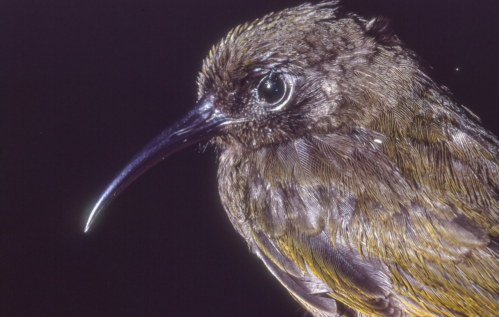 Bismarck Honeyeater (Vosea whitemanensis) photo