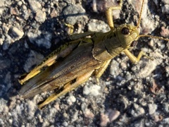 Melanoplus differentialis