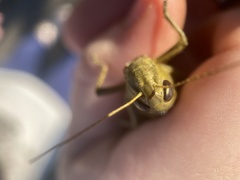 Melanoplus differentialis