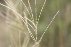 Trichloris pluriflora