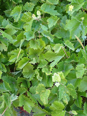 Calepitrimerus vitis