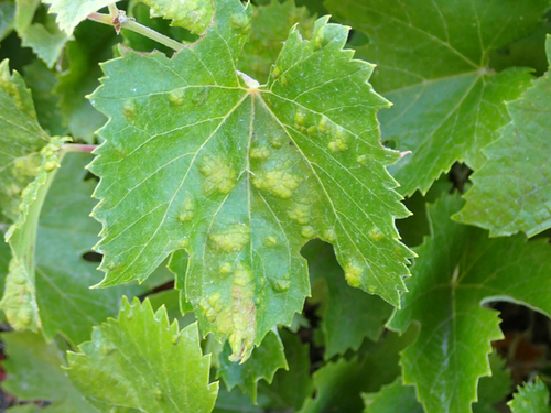 Grape Leaf Rust Mite (Calepitrimerus vitis) · iNaturalist