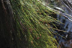 Platycaulos callistachyus