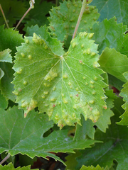 Calepitrimerus vitis