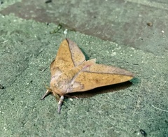 Syssphinx bisecta