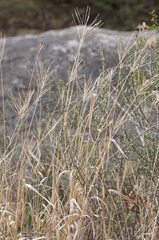 Trichloris pluriflora