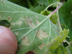 Calepitrimerus vitis
