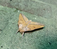 Syssphinx bisecta