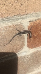Cryptoblepharus pulcher pulcher