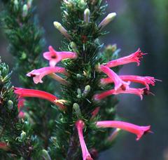 Erica curviflora curviflora