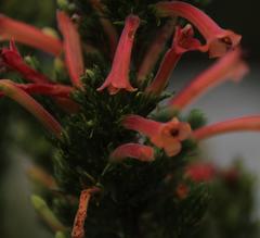 Erica curviflora curviflora