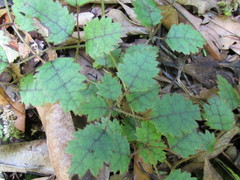 Rubus australis