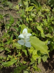 Commelinaceae