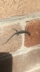 Cryptoblepharus pulcher pulcher