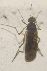 Sylvicola neozelandicus