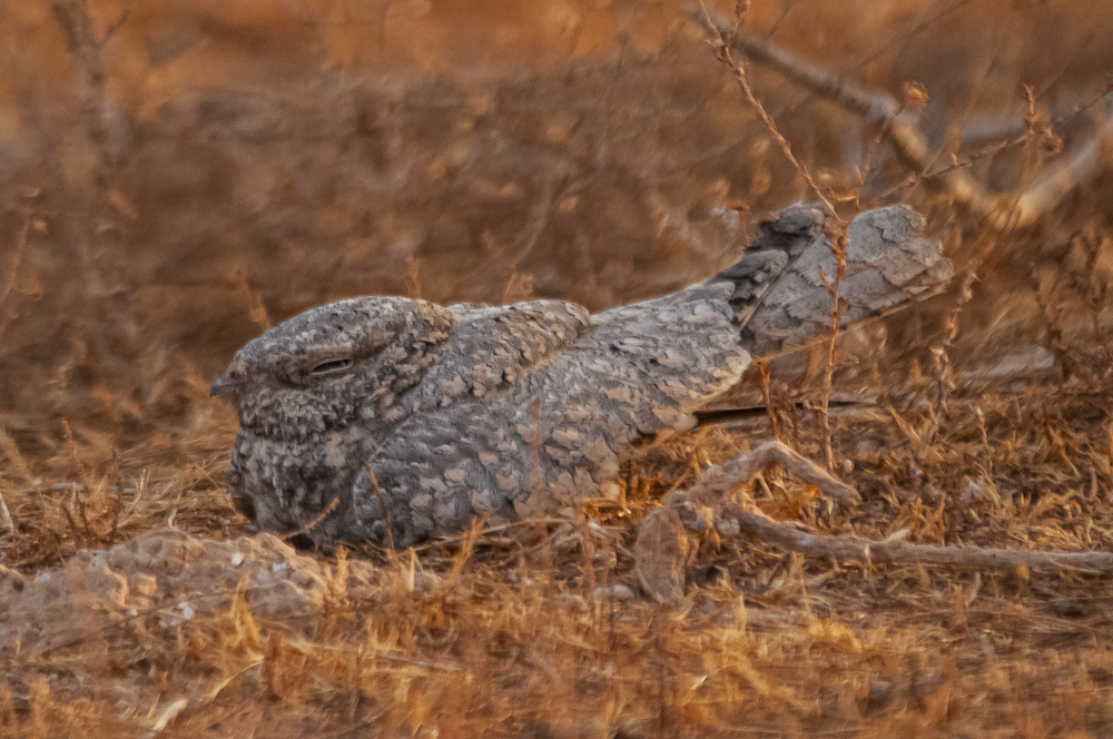Egyptian Nightjar (Caprimulgus aegyptius) photo