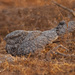 Egyptian Nightjar - Photo (c) David Bishop, some rights reserved (CC BY-NC), uploaded by David Bishop