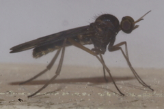 Sylvicola neozelandicus