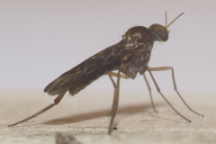 Sylvicola neozelandicus