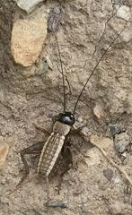 Cophogryllus