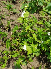 Commelinaceae