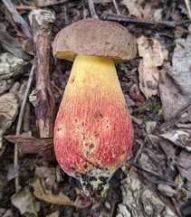 Boletus billieae