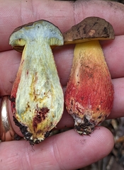 Boletus billieae